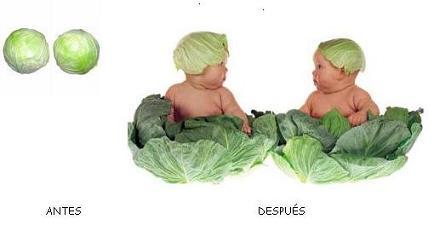 cabbage