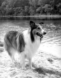 210px-Lassie.jpg