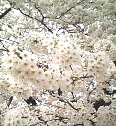 sakura
