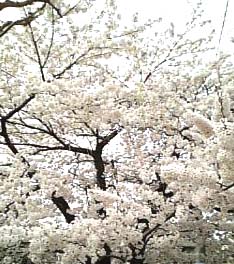 sakura