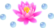 waterlily11.gif