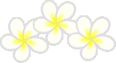 bd_plumeria12.gif