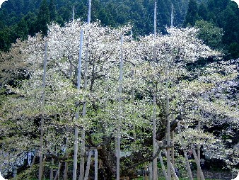 根尾谷の淡墨桜