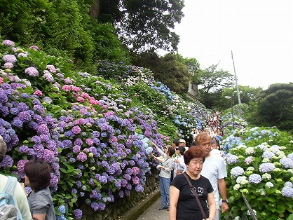 鎌倉・成就院の紫陽花「