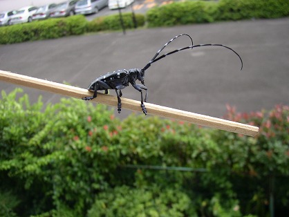 カミキリムシは芸達者