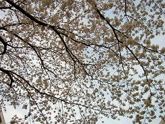 大桜