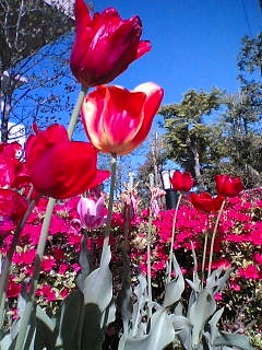 あかしろきいろ