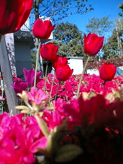 どのはなみても