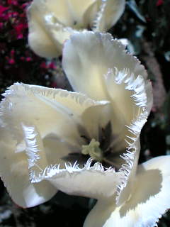 白いクラッシュど