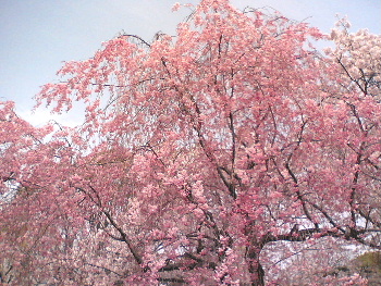 大阪城の桜