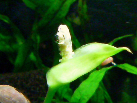 アヌビアス・ナナの花