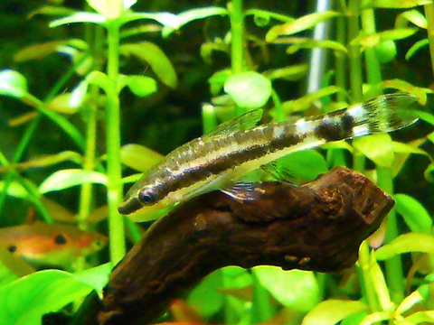 オトシンクルス