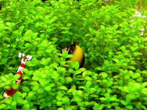 カラーサザエ石巻貝