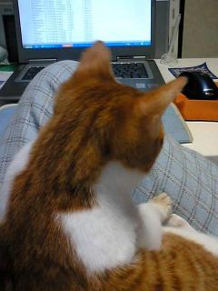 父ちゃん、これはな～に？