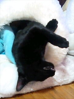 寝ぼけているよ～♪