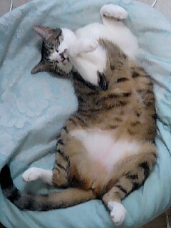 寝ながらもじゃいこ♪