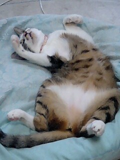 もじゃいこダンス♪