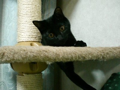 朝から元気だニャン♪