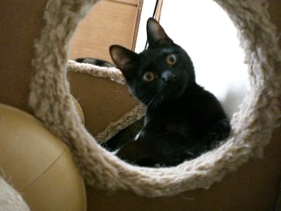 下からなに見てるにゃん♪