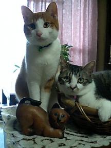 3ニャンズ集合♪