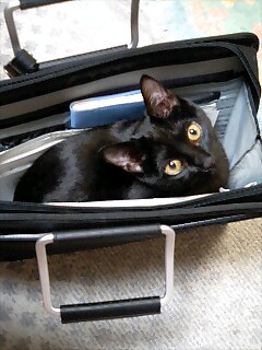 一緒に行くにゃん♪