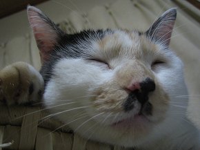 ほわほわにゃー子ちゃん♪