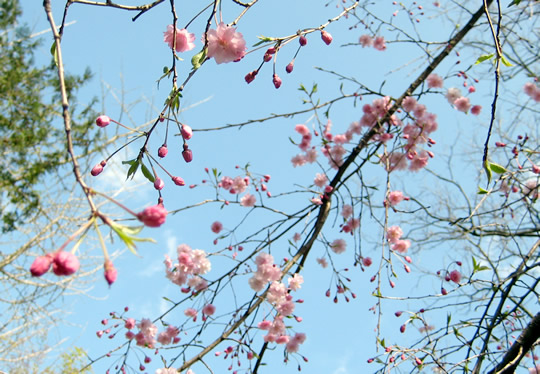 ピンクの桜