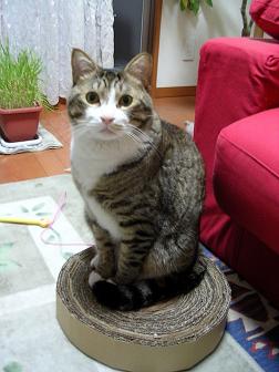 バーダン