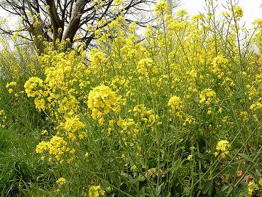 お花を撮るのは難しいな