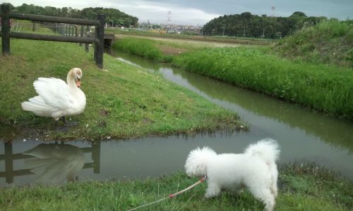 hakucho