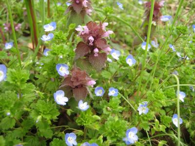 野の花