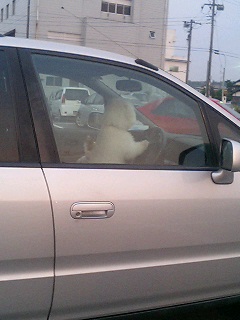 犬の運転手さん