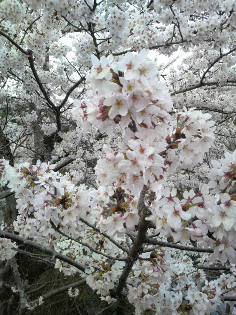 売店前の桜.jpg
