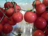 さくらんぼ2007（ネット店&A店）