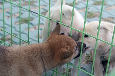 珍島犬