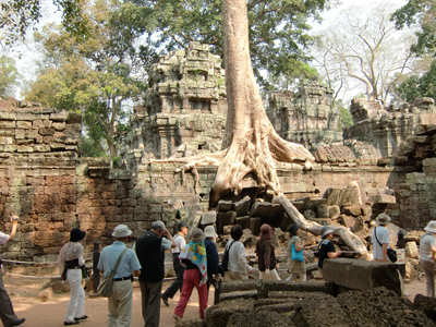 banyan tree-octopus,Ta Prohm,Siem Reap,Cambodia,2-17-2-7