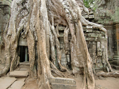 banyan tree、Ta Prohm,Siem Reap,Cambodia,2-17-2-8
