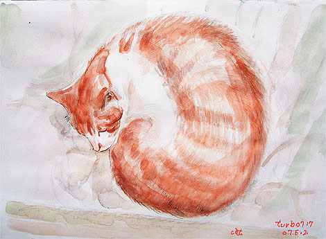 cat_kenta_20070602