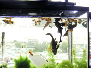 プレコさんの優雅なお食事風景-2