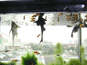 プレコさんの優雅なお食事風景-3