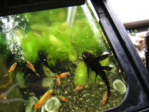 プレコさんの優雅なお食事風景-5