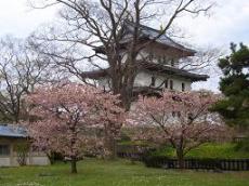 福山城桜