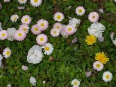 たんぽぽとさくら