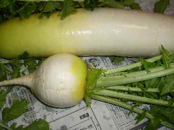 daikon.JPG