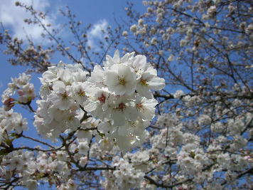 sakura180403.JPG