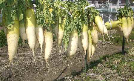 210309daikon.jpg