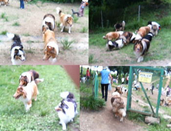 collie002.jpg