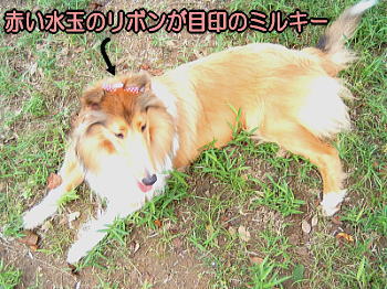 collie003.jpg