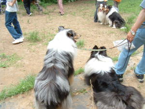 collie001.jpg