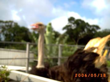 ダチョウだ！　ちょっとピンボケ止めてよ(怒｀ω´)ﾌﾝｯ!!!! 　